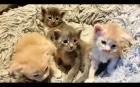 Maine Coon Baby s - 2 Kater creamy - 2 Kätzchen silver tabby